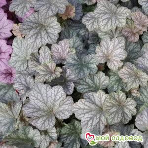 Гейхера Пино Нуар