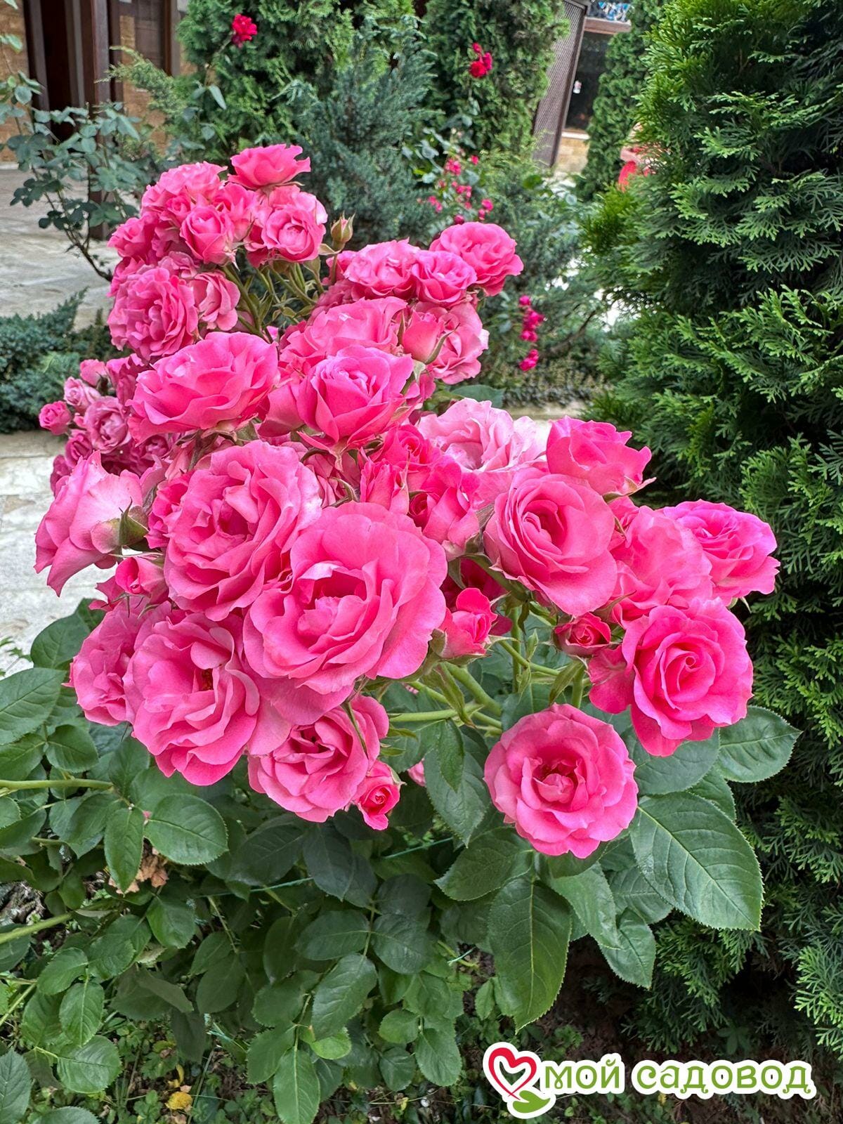 Роза Спрей розовый