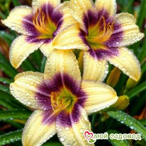 Лилейник Вояж Люкс